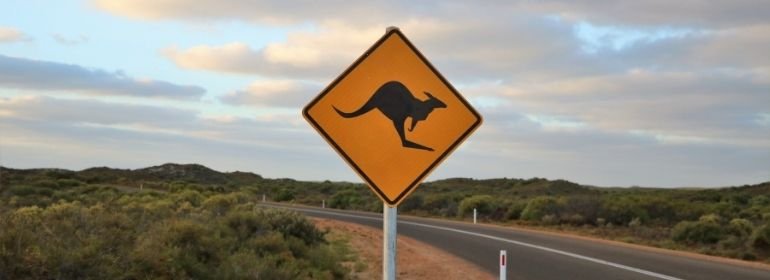 Kangaroo-Easter-Road-Safety-Article.jpg (30 KB)
